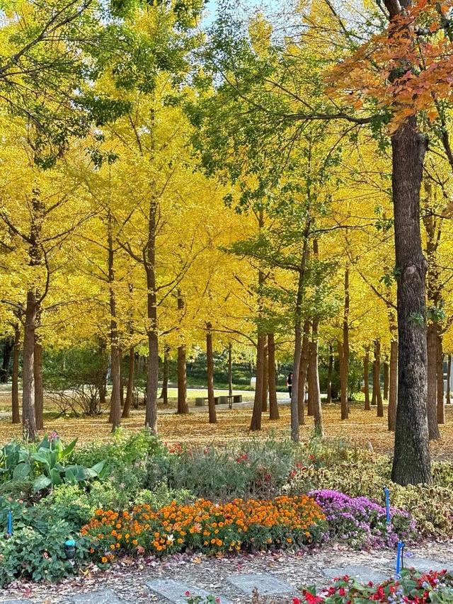 实拍！海淀“莫奈花园”已开启五彩斑斓“童话模式”