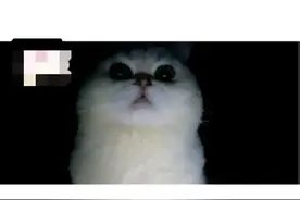 猫咪也会害怕孤独吗？看完真的心疼死…图片