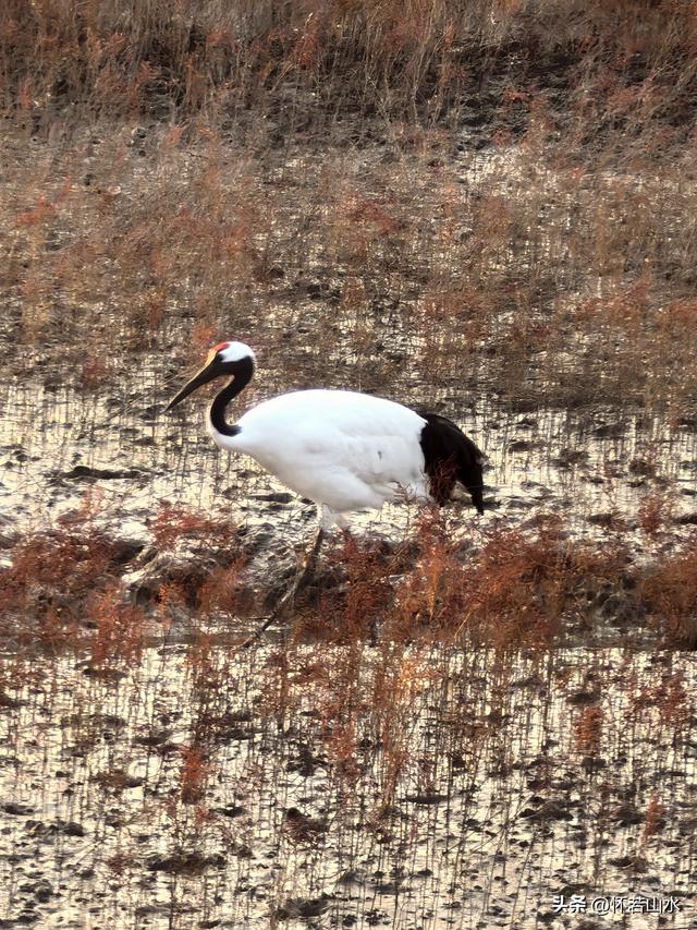 2025辽宁赏秋之旅日记(6)——到辽河口中国最北海岸线看日出 观鸟