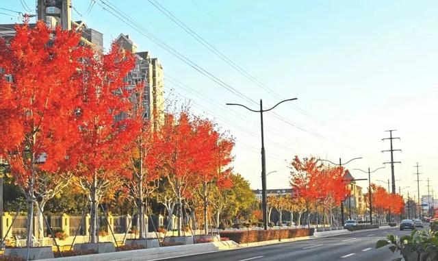 秋色浓度已拉满，谁还没偶遇申城街头的 “赤橙黄绿交响曲”？