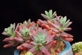 多肉“夏必死”？这些多肉植物只要一眼就“沦陷” 好养又漂亮图片