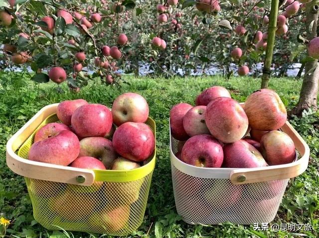 昆明出发30分钟，摘苹果、喂小羊、彩虹屋打卡……秋日露营天花板在此！