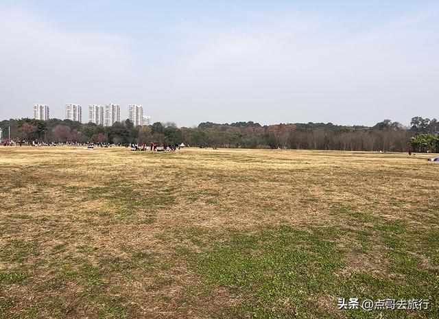 成都最大规模冬樱花开了，1000多株，惊艳壮观，免费，地铁直达！