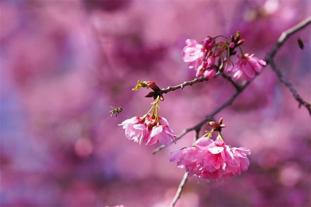 赴富源之约，邂逅新春樱花韵
