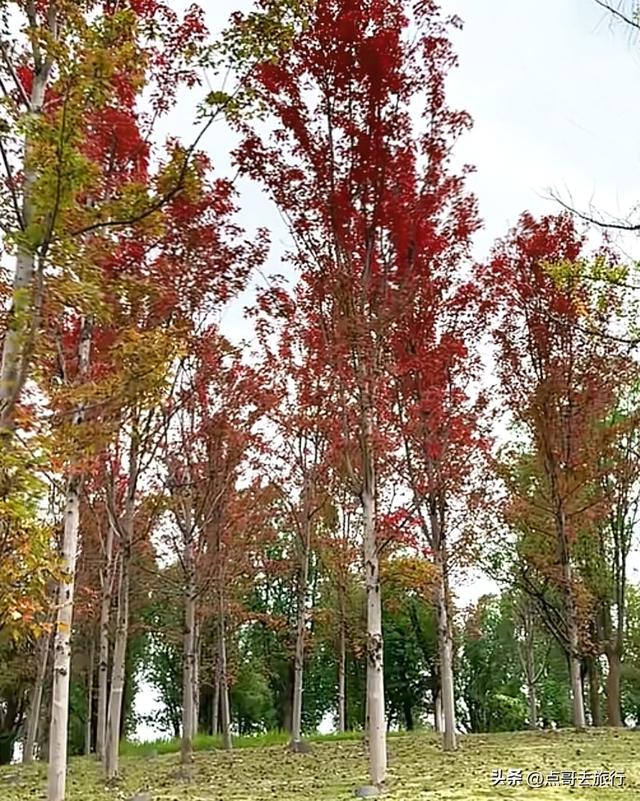 成都最美的枫叶公园，已惊艳上线，都不要门票，地铁公交车直达！