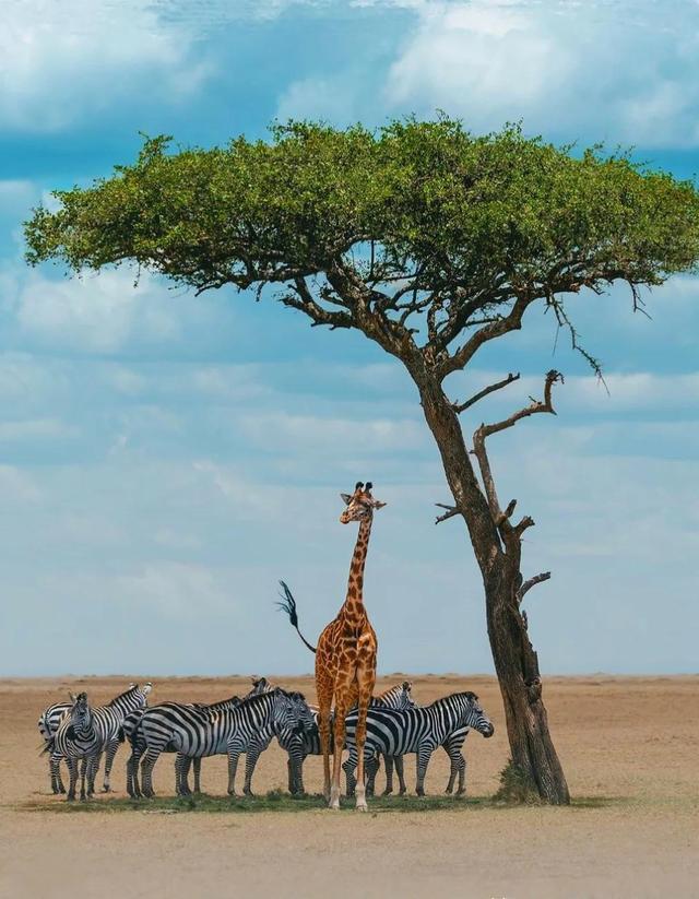 肯航筹划北京直飞航班，内罗毕高速2026年通车，赴肯旅行更省时