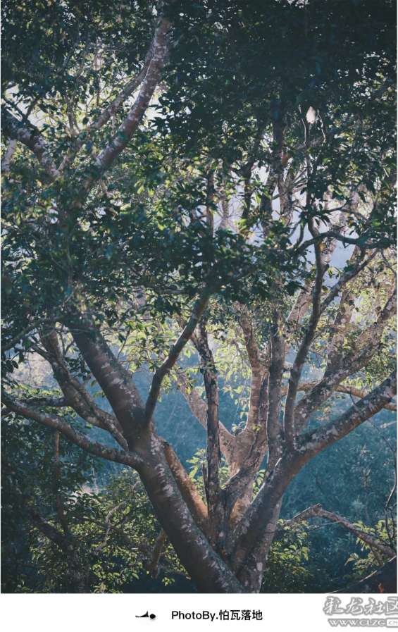 景迈山｜糯干古寨、翁基古寨、千年茶林