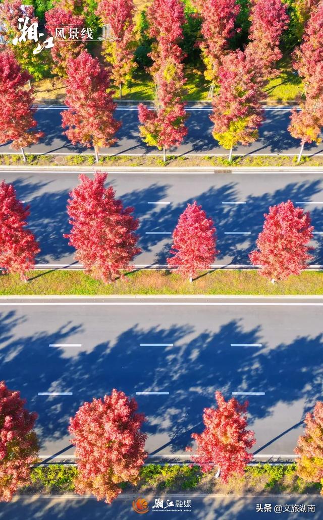 红了！湖南“追枫”地图更新