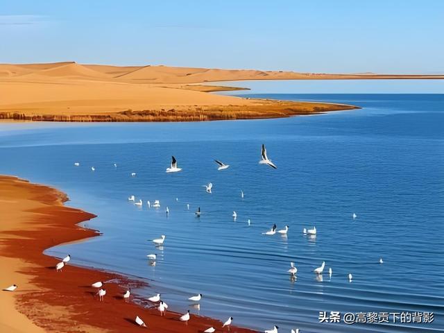神木之旅：在沙漠中寻找生命的印记