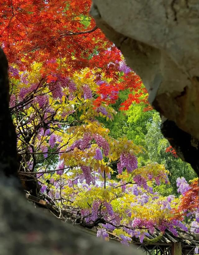 绝美暴击！苏州紫藤开疯了，浪漫值拉满