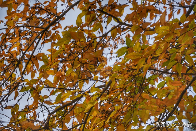 腊梅把庙堂镀成 “流动金” ！暗香浮动的王母池承包一整个冬日浪漫~