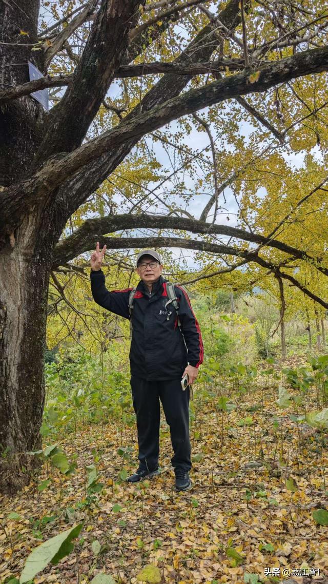 金叶映古村，醉美长岗岭