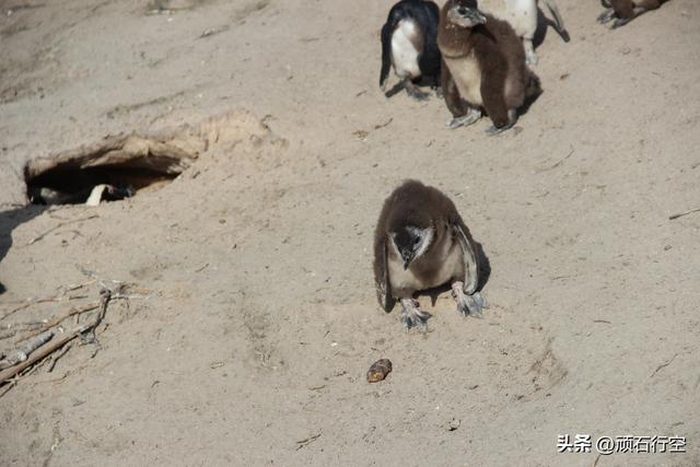 南部非洲：南非开普敦企鹅岛