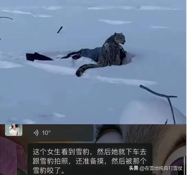 可可托海雪豹咬人后续！“活该”？三次警告当耳旁风	，被咬不冤