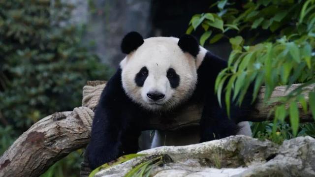 福州熊猫世界，开园时间定了！