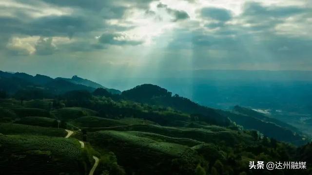 好一片“绿茶”！被达州大竹这片万亩茶海治愈了