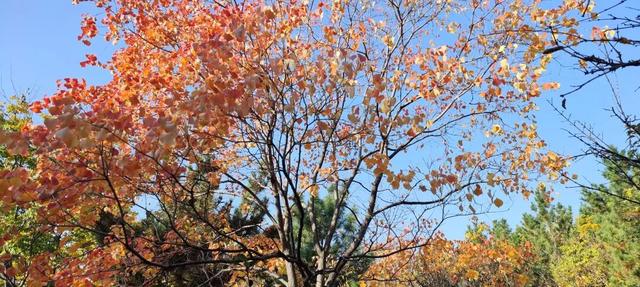 寻美薛城丨初冬最美的树！红叶似火满树红，乌桕树便是季节打翻的调色盘！