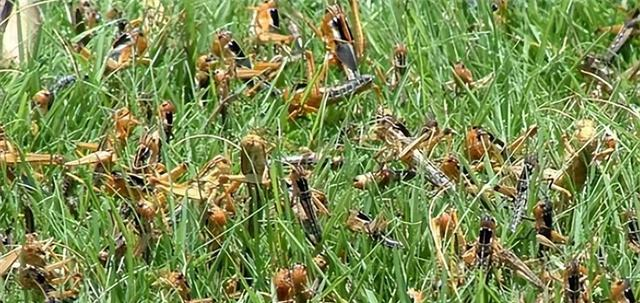 22年前，浙江10万“鸭兵”新疆灭蝗虫，战果如何？中国治蝗新思路