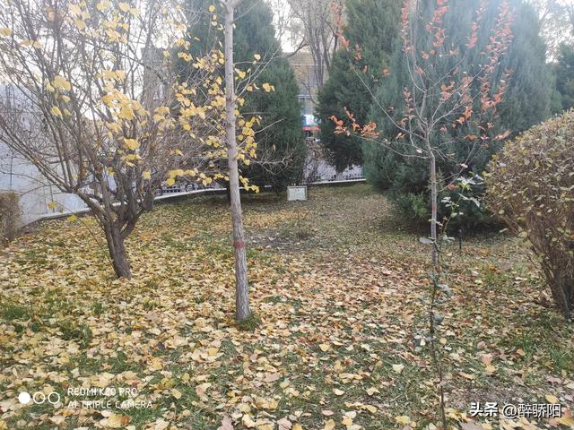 这里，有行走的秋光