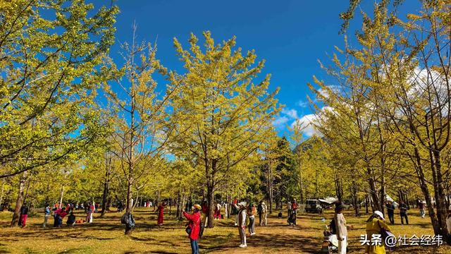 千年银杏染醉腾冲秋——走进“中国银杏第一村”