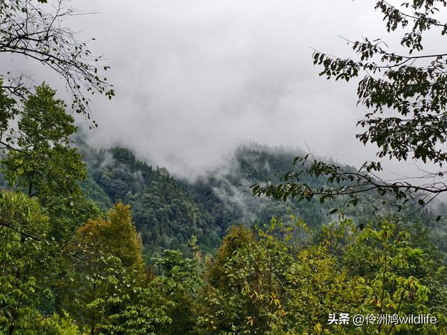 四川行(73)什邡红枫岭徒步到钟鼎寺