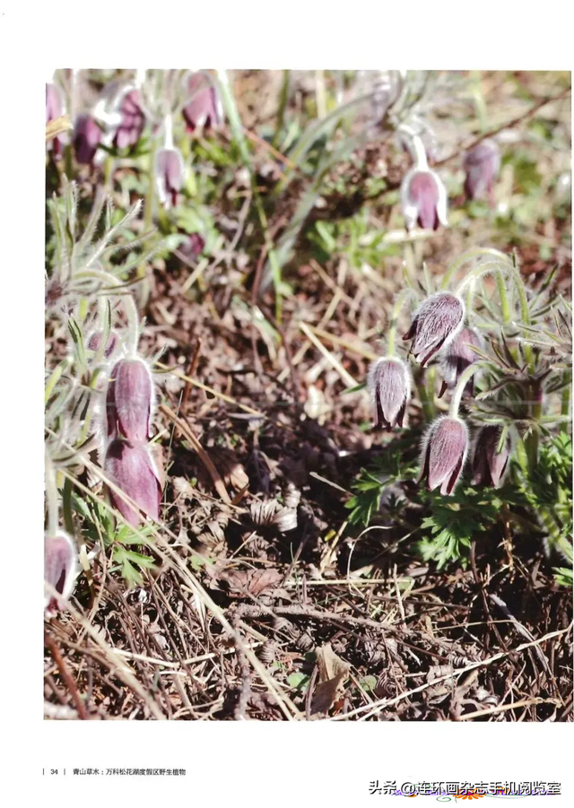 《青山草木》页选03