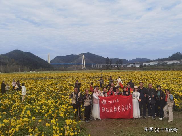 千年古麇，菊香五峰！十堰市郧阳区东峰村万亩菊花震撼盛开太美了