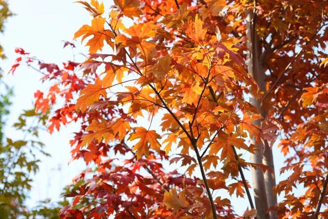 “枫”景正好！开封最美秋色已上线！