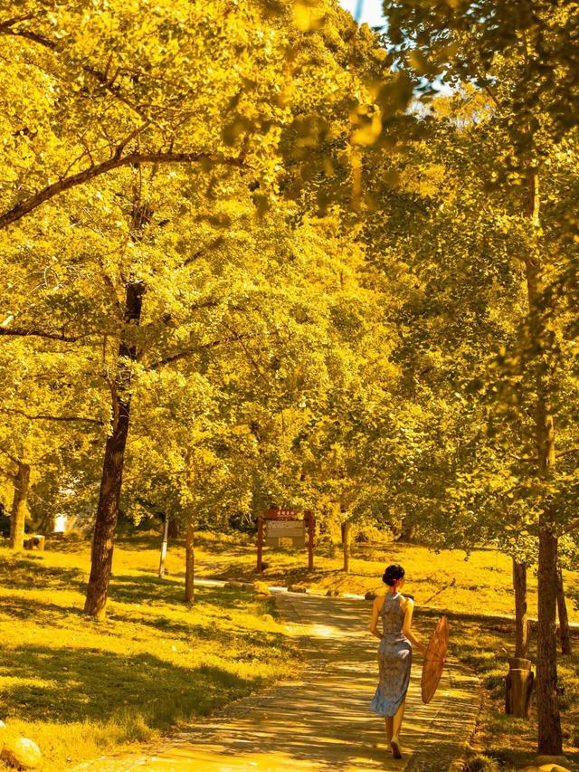 “中国银杏第一乡”迎来最佳观赏期!附近期实拍图→