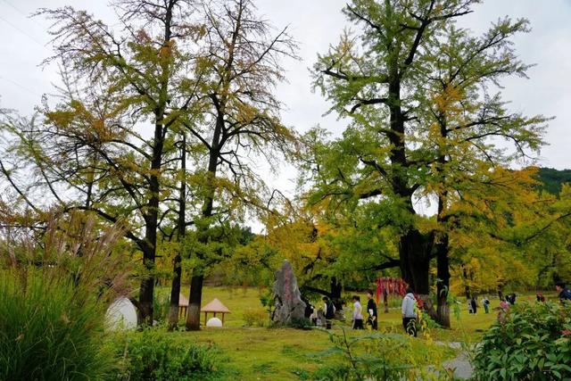 银杏染秋，邂逅徽县田河村的千年金色浪漫