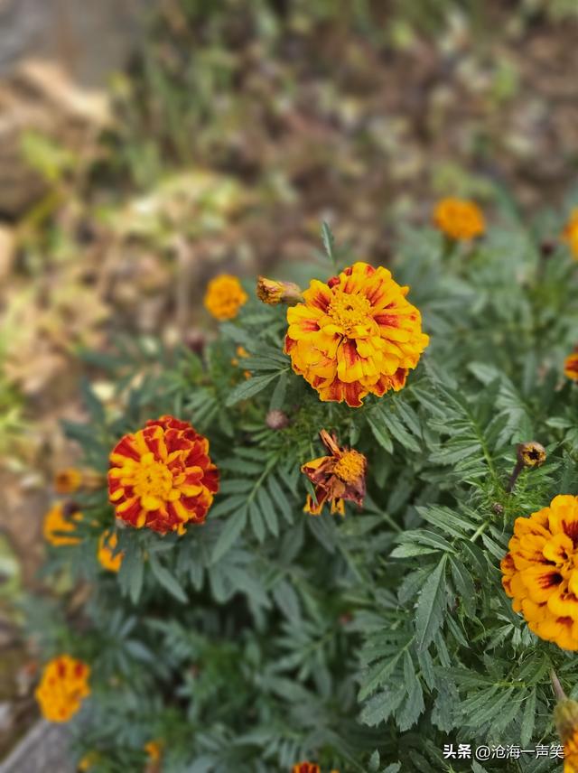 菊花的世界那么大，我想去看看，一起打卡山村菊花美吧！