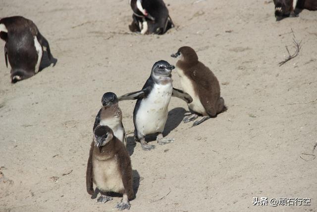 南部非洲：南非开普敦企鹅岛
