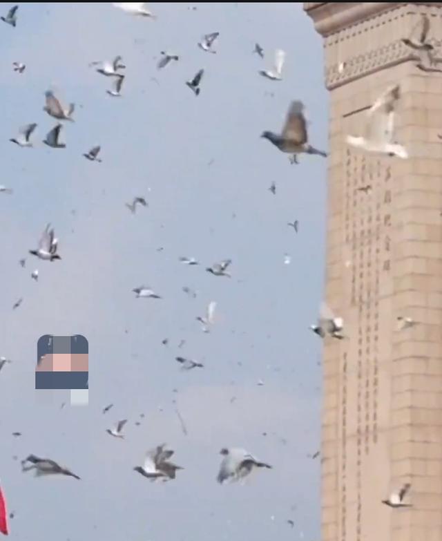 九三阅兵仪式的8万羽鸽为何都是借来的？这背后隐藏着这样的原因