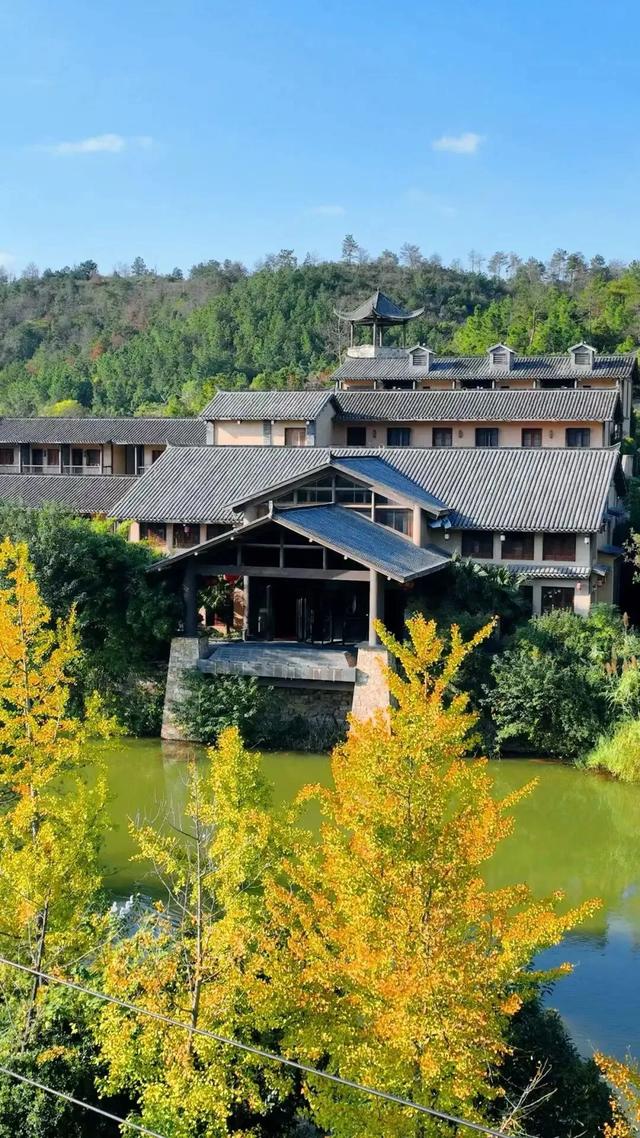 秋日限定浪漫!1000亩银杏染成“黄金海”