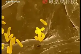震惊了！多家雪糕查出有粪便，占比高达五成，网友：花钱吃“屎”图片