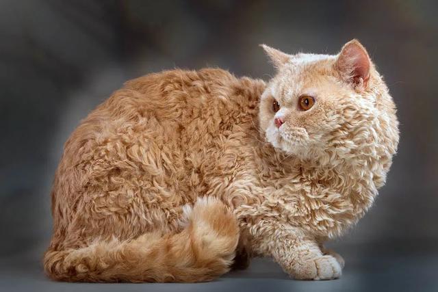 全世界100个宠物猫品种大赏！