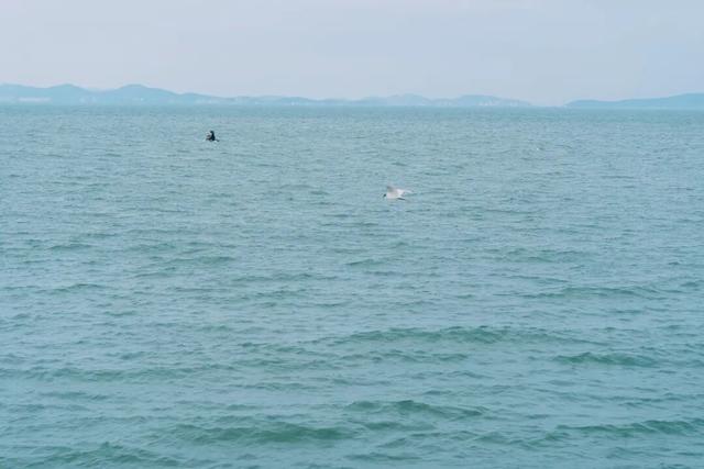 真的很美！2025苏州太湖观鸟超详细攻略来啦！