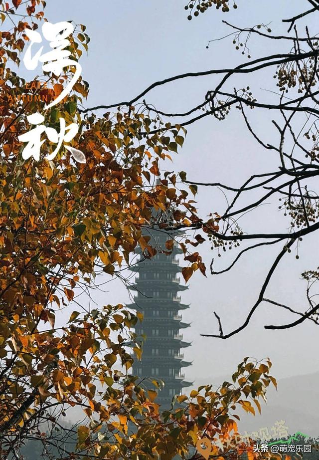 十一月底道观河，满山红叶如火海，湖心蝴蝶结美得让人窒息