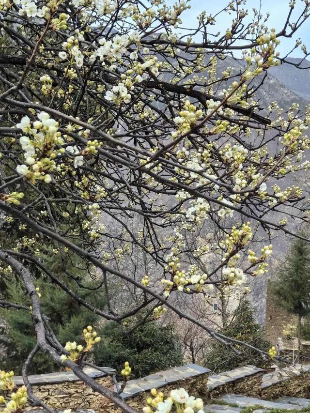 开了！“中国最美古村”，盛花期来袭！最新实拍！