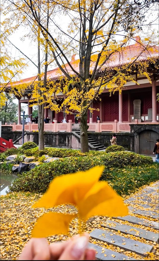 好看!好拍!郫都银杏打卡攻略→
