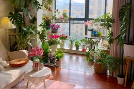 新花买回家，要静养，牢记“3要3不要”，才能长得旺图片