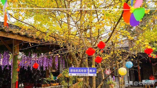 千年银杏染醉腾冲秋——走进“中国银杏第一村”