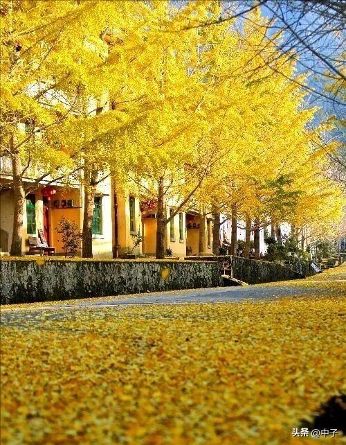 广东秋天封神！700亩银杏美哭了！