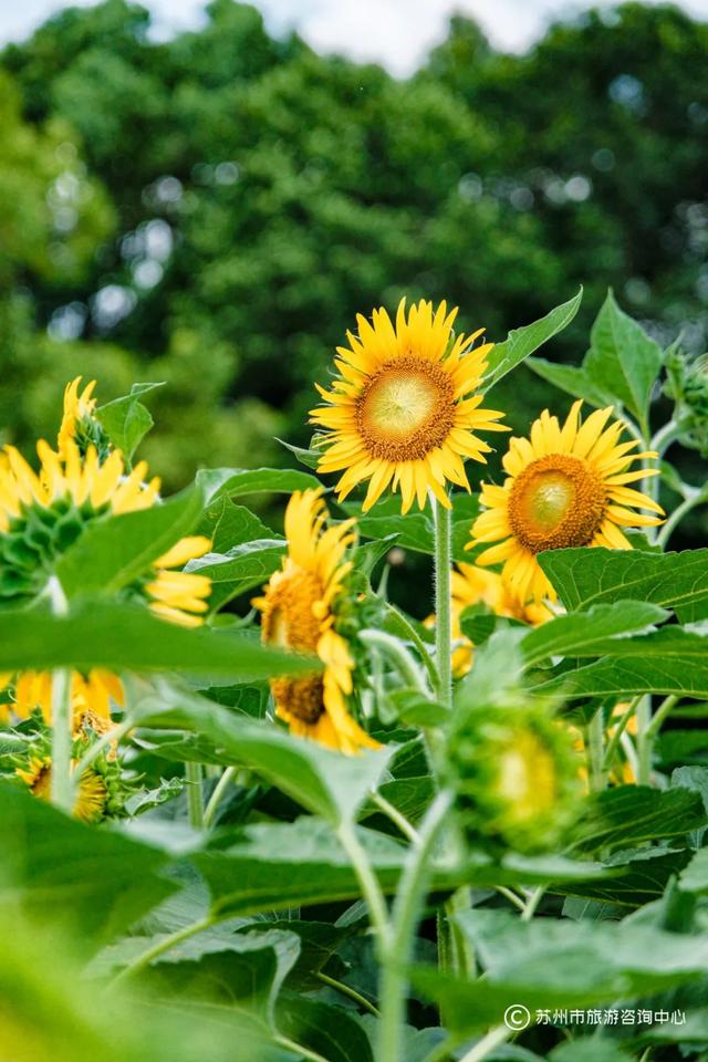 夏日清晨，在桐泾公园邂逅向日葵花海与童话小屋