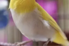 绣眼鸟如何挑选，极品绣眼鸟所具备的几个特点图片