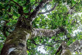 这俩英国人说茶的故乡在印度阿萨姆？“茶源中国”毫无争议！图片