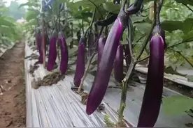 茄子追肥有诀窍！这几个关键期，结果多到摘不完，用对肥料就成功图片