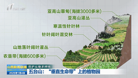 五台山：“垂直生命带”上的植物园