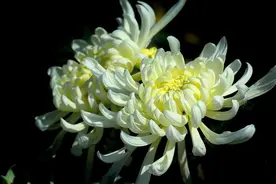 “享年” 与 “终年”：一词之差区别大了！图片