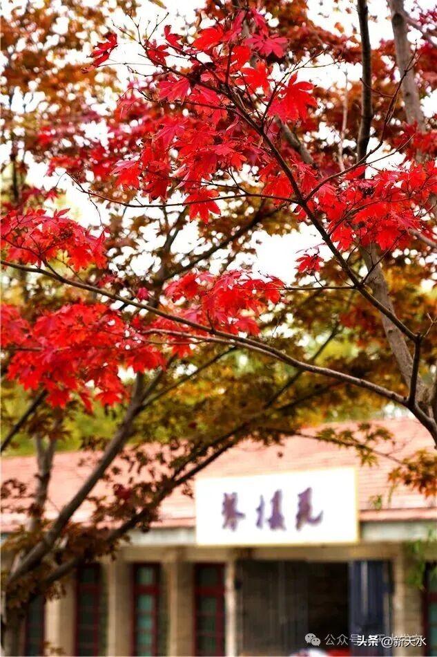 天水弘文园秋景美翻了，快去打卡！